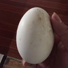天然散养生态鹅蛋  （狮头鹅蛋和白鹅蛋两个品种）全国配送（偏远地区除外） 商品缩略图1