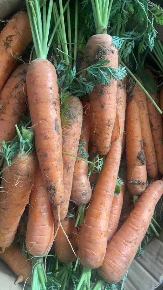 带泥带缨胡萝卜3.8元1斤，明天到 商品图1