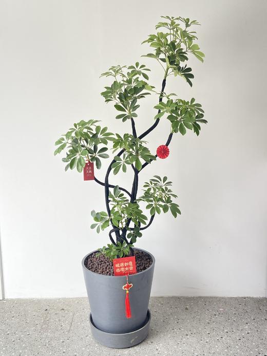 鸭掌木/YK880 商品图0