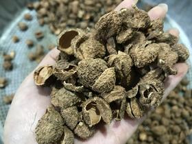 阳春砂仁壳  国产阳春砂壳 砂壳500克 1kg