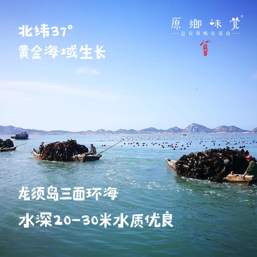 荣成生态盐渍海带（基地直发-顺丰包邮） |250g*4装，来自山东威海，生产者：蔡殿双【合作生产，公平贸易】 商品图3