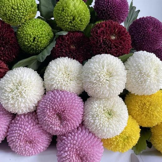 乒乓菊花多色可选鲜切花10支 商品图1