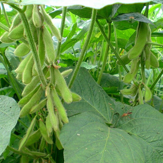 有机黑豆/有机绿豆/有机红芸豆 商品图3