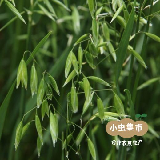 蒙北有机燕麦片 280g/盒 | 合作农友生产，产自内蒙古乌拉盖草原，生产者：李刚岭 &【公平贸易农人定价】 商品图5