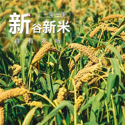 *新米物元农场【有机黄小米】当季新粮|熬米油米汤粥油醇厚|月子米胃小米粥 商品图3