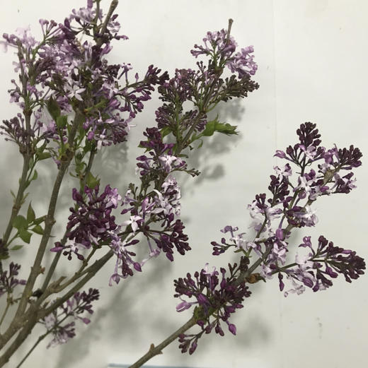 丁香花.紫色 商品图2