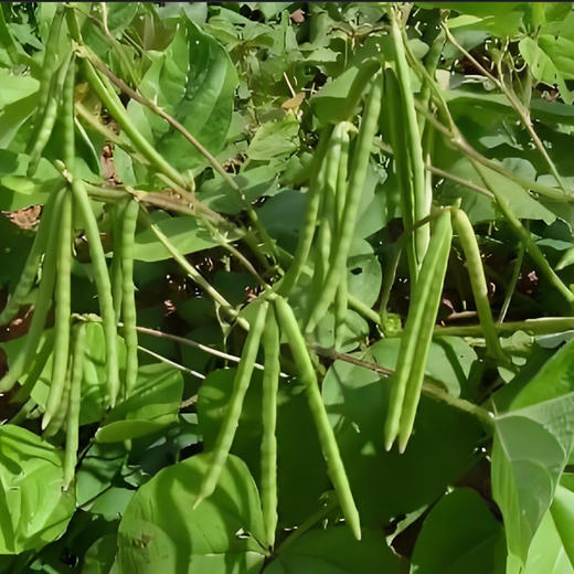 有机黑豆/有机绿豆/有机红芸豆 商品图4