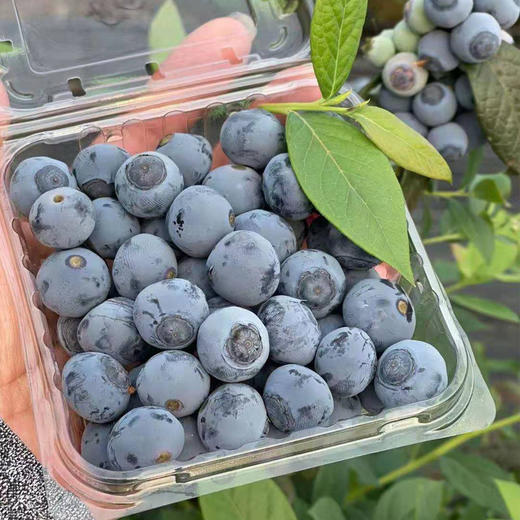【72小时发货】基地直发 | 古楼子生态蓝莓 | 辽宁丹东 商品图6