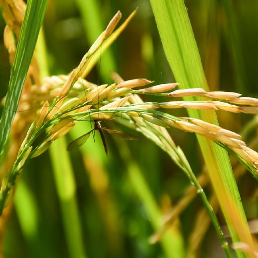 【2025年秋收】谦益香畴玉针香5斤 谦益虚心谷农场 山地冷泉灌溉 自然农耕 米粒似针 晶莹如玉 米香浓厚“超泰米” 商品图5