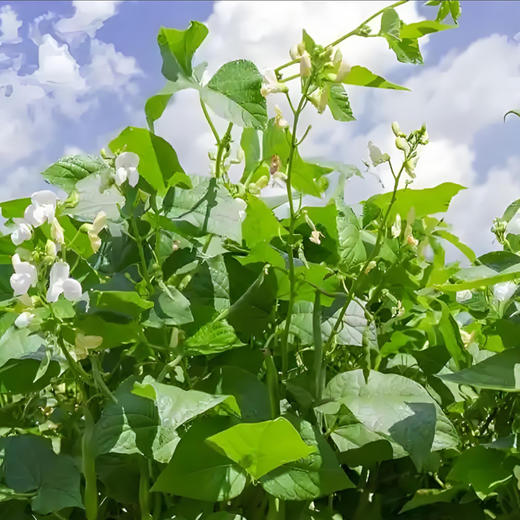 有机黑豆/有机绿豆/有机红芸豆 商品图5