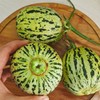 【绿宝甜瓜】山东绿宝甜瓜 绿宝花美人甜瓜 3斤/5斤装 商品缩略图7