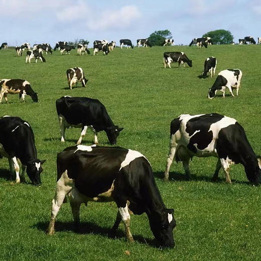 新疆有机纯牛奶，✅学生奶  奶源基地认证  ✅每100g生牛乳含120mg钙和3.6g蛋白远超国标欧盟标准 商品图6