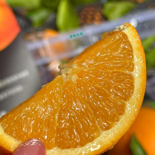 重庆奉节县伦晚脐橙，高山种植，皮薄水分足，自然生长，果味浓郁！毛重7斤 商品图0