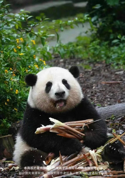 【玩转成都】 100%真纯玩双飞5日游 商品图1