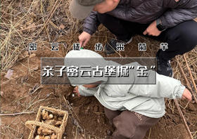 亲子•密云古堡掘“金” 密云徒步赏花-古堡脚下掘“金”-当一日“戍边采姜人”