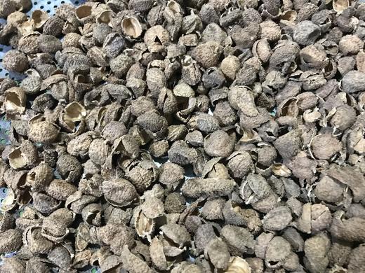 阳春砂仁壳  国产阳春砂壳 砂壳500克 1kg 商品图2