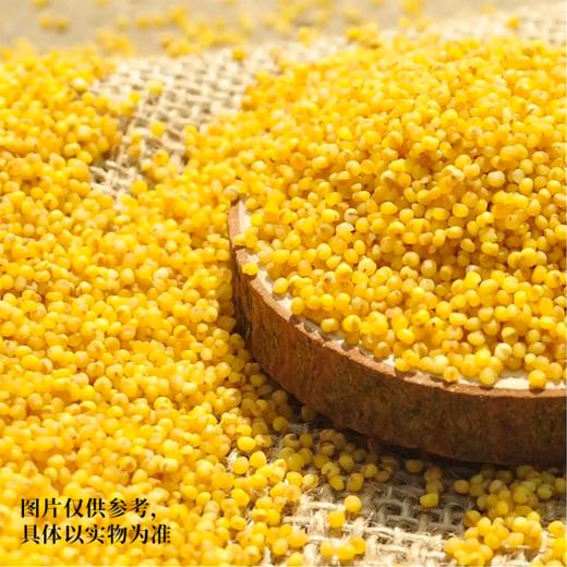 云南黄小米 高原种植日照时间长  米香清新 自然干净 金黄油亮 从源头到餐桌 多种吃法  香糯粘稠 商品图1