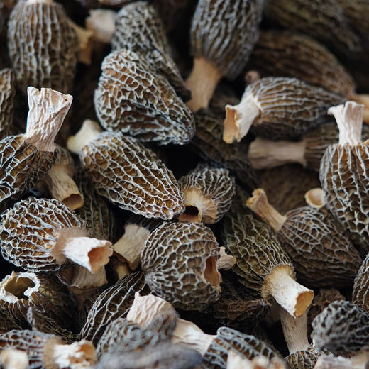 【羊肚菌干品】仿野生种植羊肚菌新货 头茬精品肉厚 无添加 25年头茬新货 商品图1