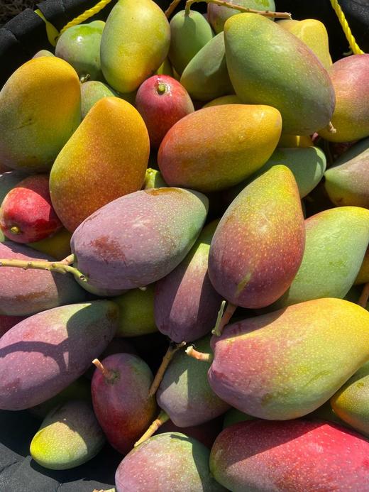 海南三亚 树上熟贵妃芒 商品图6