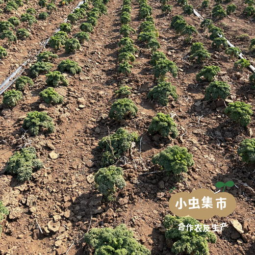 生态羽衣甘蓝粉 2盒/5盒 | 合作农友生产，来自河南郑州，生产者：梁贤峰 ＆【公平贸易农人定价】 商品图7