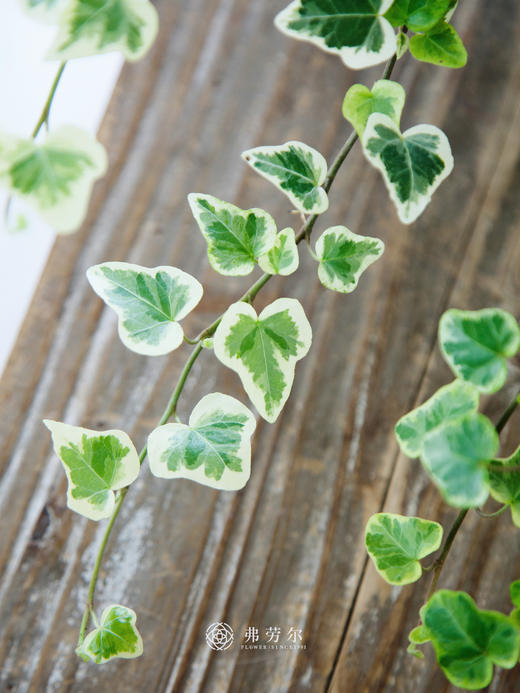 常春藤盆栽 商品图2