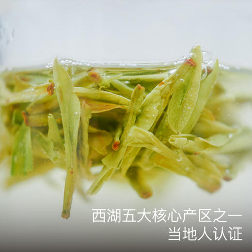 【清仓折扣】艾格吃饱了梅家坞西湖龙井茶叶2025明前采摘新茶正宗老树茶叶 商品图1