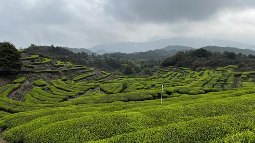 客家清凉山绿茶  头春嫩茶  传统工艺柴火炒制  香气浓郁  回甘持久 商品图5