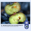 【混知专属】云南花香蓝莓 酸甜可口 颗颗饱满 产地新鲜直发 顺丰特快 商品缩略图2