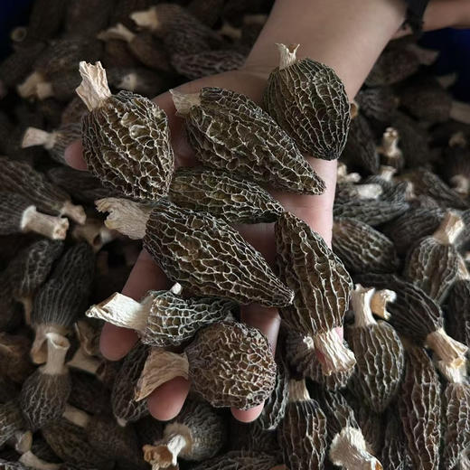 【羊肚菌干品】仿野生种植羊肚菌新货 头茬精品肉厚 无添加 25年头茬新货 商品图2