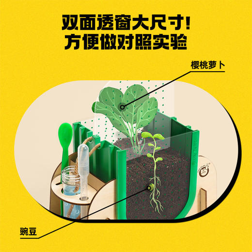 📣科答鸭种植观察作业必备❗种植福利团🏆😘超好养活的【小盆栽＋配大花盆🌱】从小种到大 💰43元起就能得到的快乐🎉有种子有土有盆🌟带孩子开启植物自然课💨在家就能感受生命教育🥇 商品图6