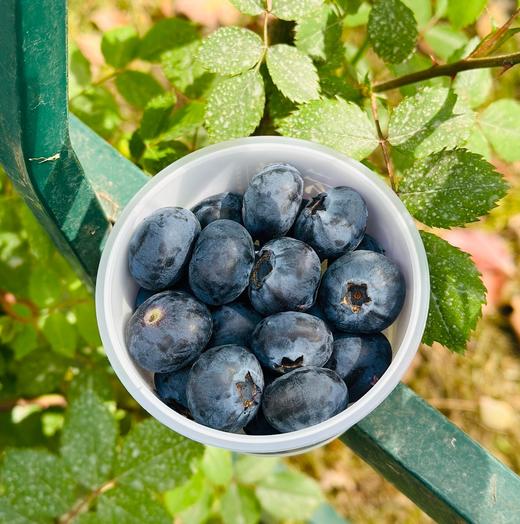 云澂之莓杯蓝莓|大颗粒，吃起来超级过瘾，粒粒脆甜，花香味儿浓郁，唇齿留香，闭眼入~ 商品图10