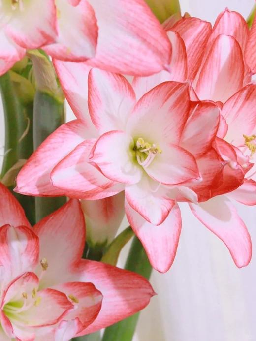 小众稀有重瓣花孔雀朱顶红鲜切花 商品图4