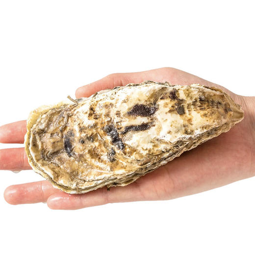 优选|鲜活乳山生蚝 鲜活到家  饱满可口 个大肉肥  5斤装 （带开蚝工具） 商品图2