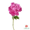 芍药 卡尔 1枝/扎 商品缩略图0