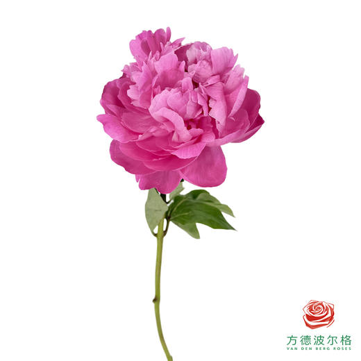 芍药 卡尔 1枝/扎 商品图0