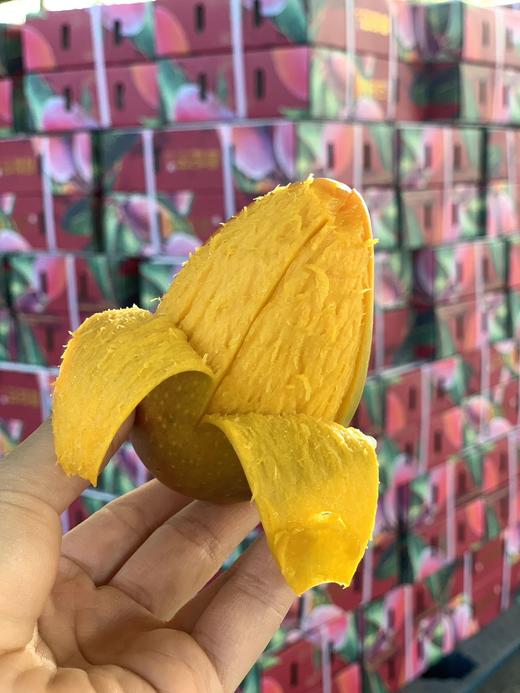 海南三亚 树上熟贵妃芒 商品图8