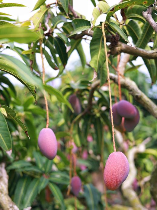 海南三亚 树上熟贵妃芒 商品图4