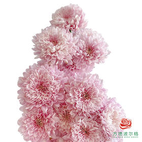 市场小菊-卡林巴