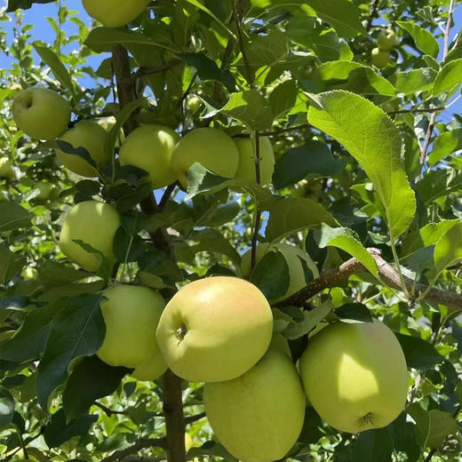 基地直发 | 生态瑞雪苹果 12枚礼盒装（净重约5斤） | 陕西 商品图2