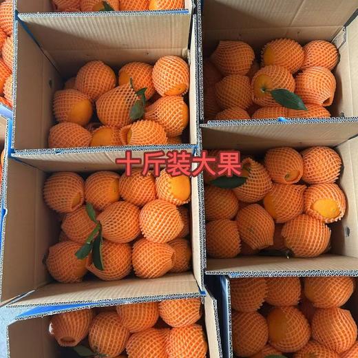 【清明放假7号发货】湖北秭归伦晚橙  当季橙 现摘现发 果肉细腻  甜润多汁 商品图7