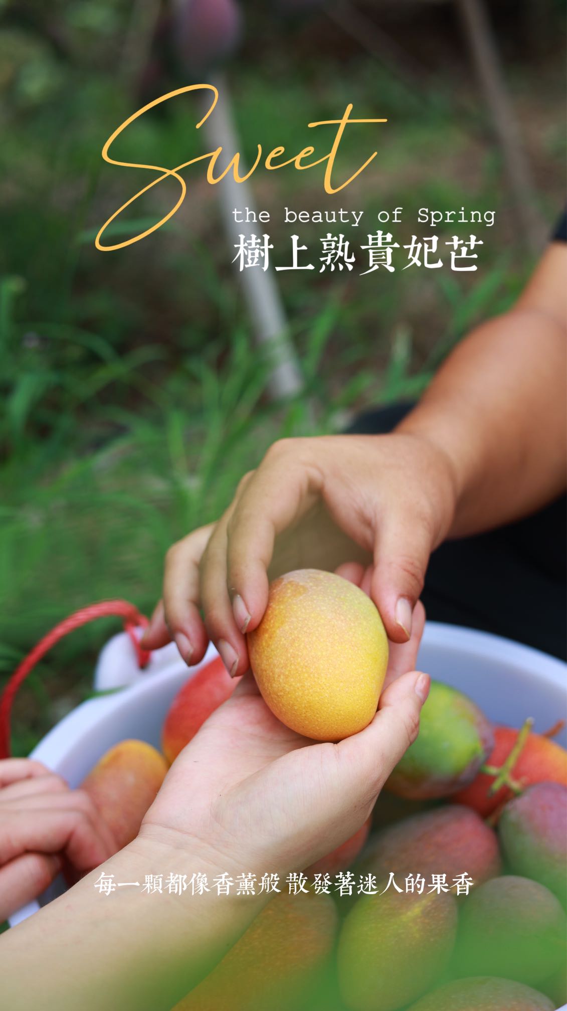 海南三亚 树上熟贵妃芒