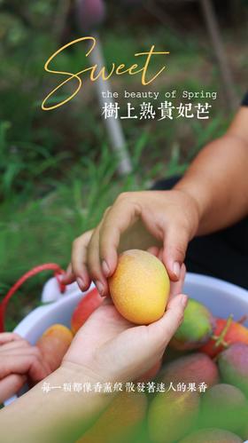 海南三亚 树上熟贵妃芒