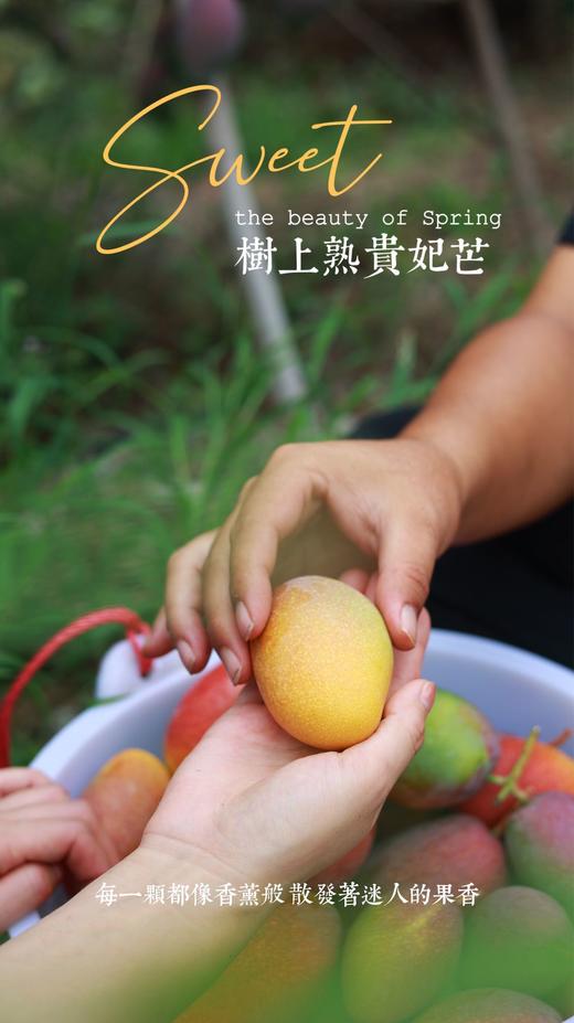 海南三亚 树上熟贵妃芒 商品图0