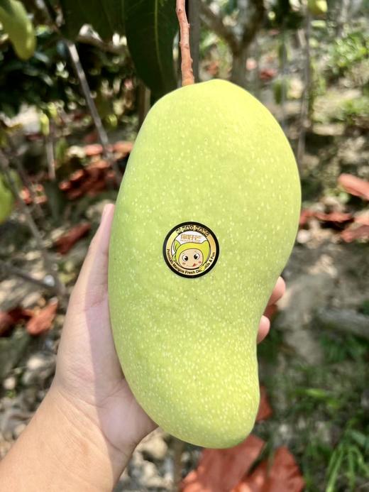 海南_金煌芒（8斤大果礼盒装） 商品图5