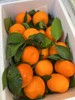 明日见澳柑（9斤装） 商品缩略图0