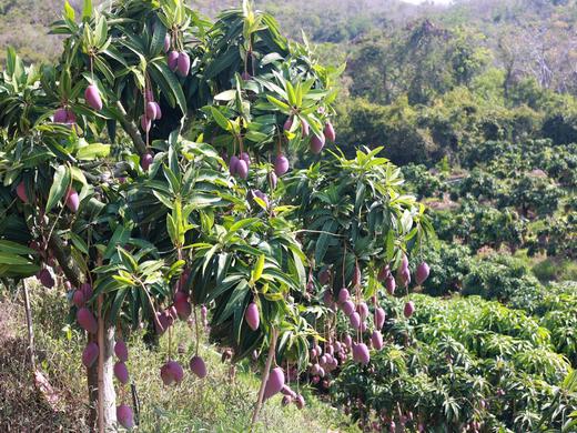 海南三亚 树上熟贵妃芒 商品图3