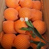 【清明放假7号发货】湖北秭归伦晚橙  当季橙 现摘现发 果肉细腻  甜润多汁 商品缩略图8