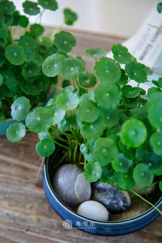 水培铜钱草 商品图1