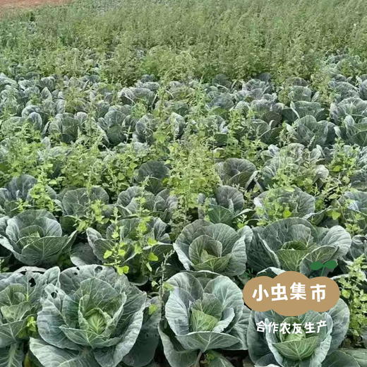 河南生态自选蔬菜包（乌塌菜/上海青/小黄姜/娃娃菜//甜菜根/黄心菜/羽衣甘蓝/西蓝花）3/5斤 | 合作农友生产，产自河南平顶山，生产者：梁贤峰 *【公平贸易农人定价】 商品图12