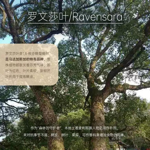 【双12大促】嘉媚乐罗文莎叶精油  清新空气 养护肌肤  小产地单方精油 商品图2